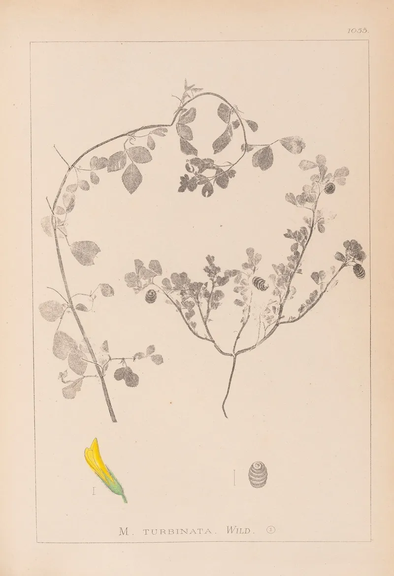 Herbier De La Flore Francaise Pl 0292 Wall Art by Louis Antoine Cusin - High-Resolution Digital Print