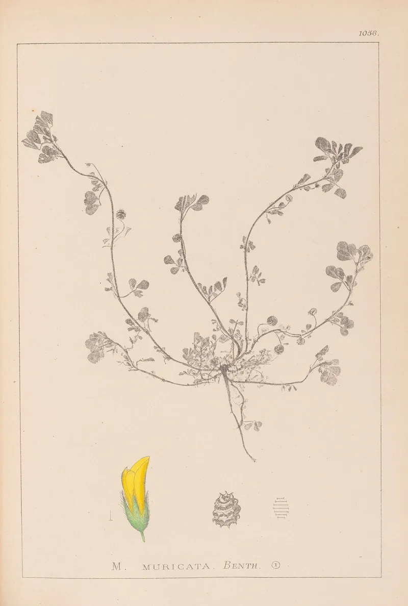Herbier De La Flore Francaise Pl 0293 Wall Art by Louis Antoine Cusin - High-Resolution Digital Print