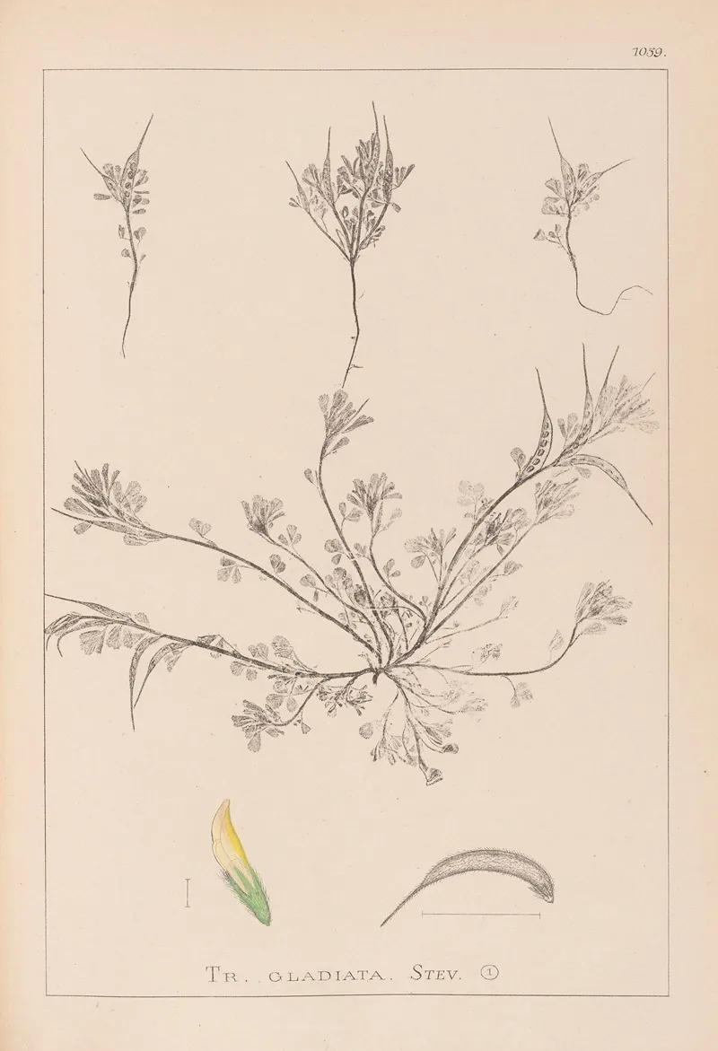 Herbier De La Flore Francaise Pl 0296 Wall Art by Louis Antoine Cusin - High-Resolution Digital Print