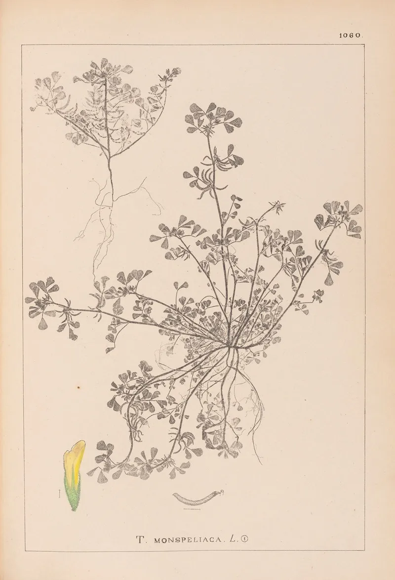 Herbier De La Flore Francaise Pl 0297 Wall Art by Louis Antoine Cusin - High-Resolution Digital Print