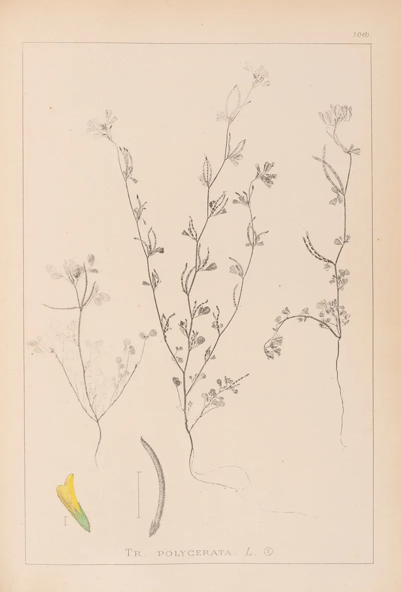 Herbier De La Flore Francaise Pl 0298 Wall Art by Louis Antoine Cusin - High-Resolution Digital Print