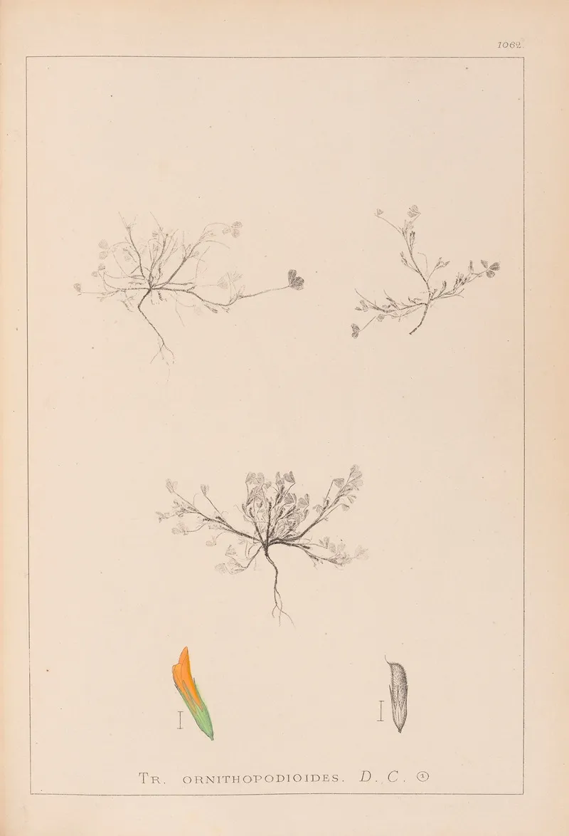 Herbier De La Flore Francaise Pl 0299 Wall Art by Louis Antoine Cusin - High-Resolution Digital Print