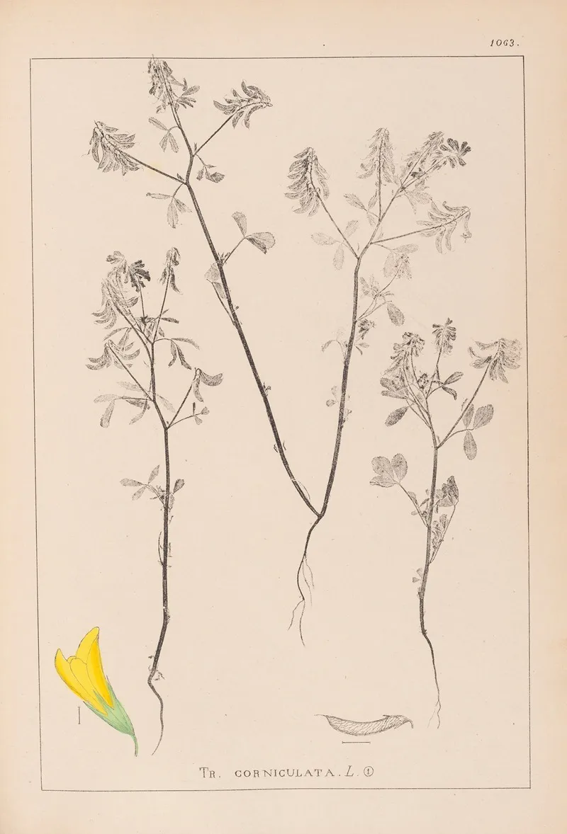 Herbier De La Flore Francaise Pl 0300 Wall Art by Louis Antoine Cusin - High-Resolution Digital Print