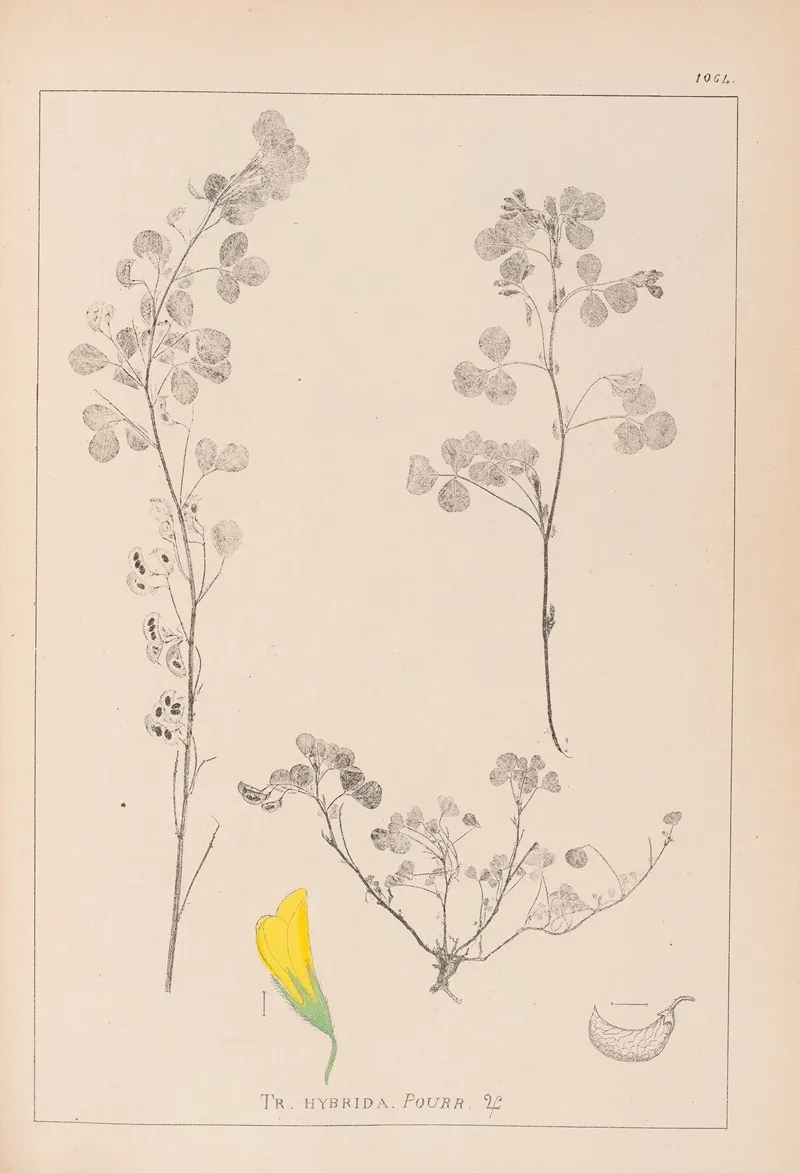 Herbier De La Flore Francaise Pl 0301 Wall Art by Louis Antoine Cusin - High-Resolution Digital Print