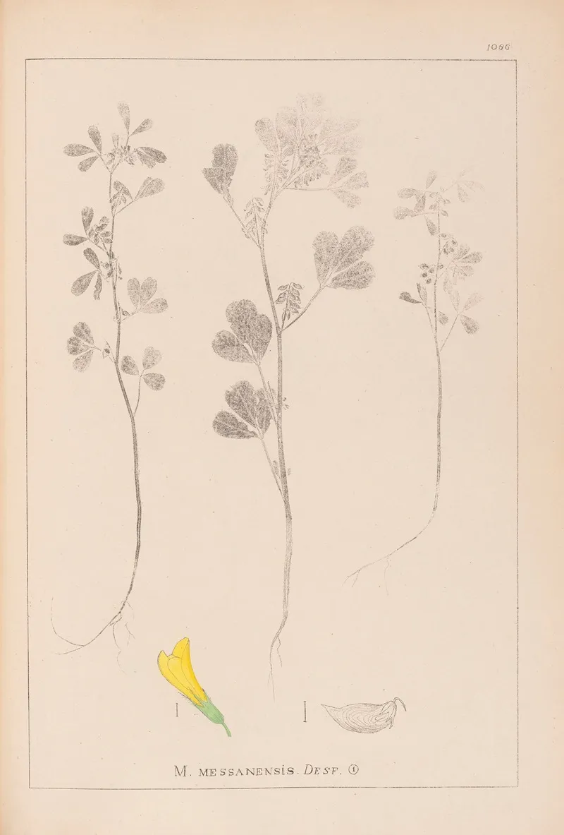Herbier De La Flore Francaise Pl 0303 Wall Art by Louis Antoine Cusin - High-Resolution Digital Print