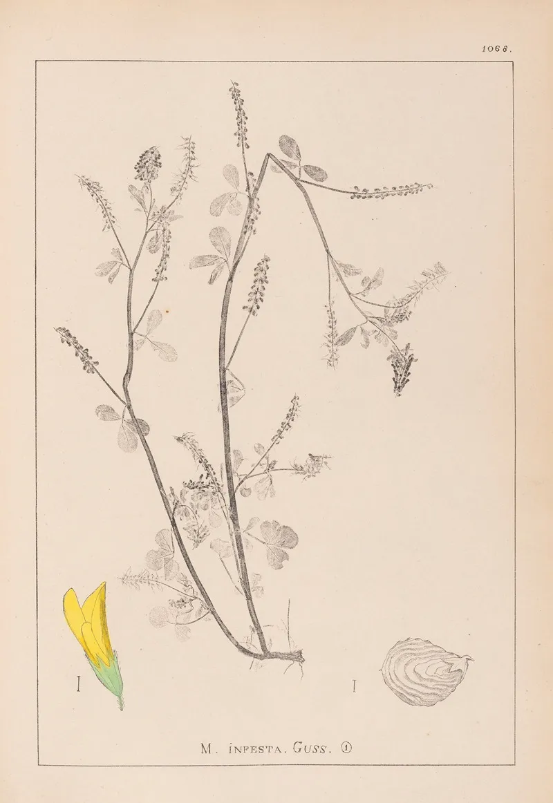Herbier De La Flore Francaise Pl 0305 Wall Art by Louis Antoine Cusin - High-Resolution Digital Print
