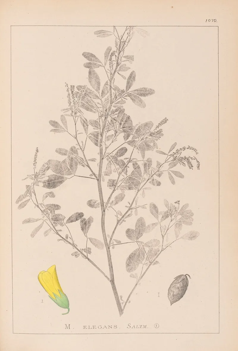 Herbier De La Flore Francaise Pl 0307 Wall Art by Louis Antoine Cusin - High-Resolution Digital Print