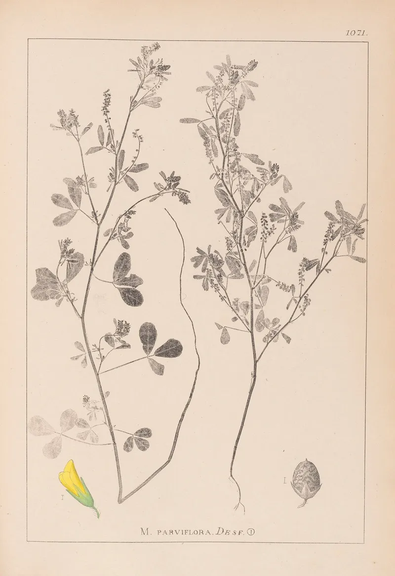 Herbier De La Flore Francaise Pl 0308 Wall Art by Louis Antoine Cusin - High-Resolution Digital Print