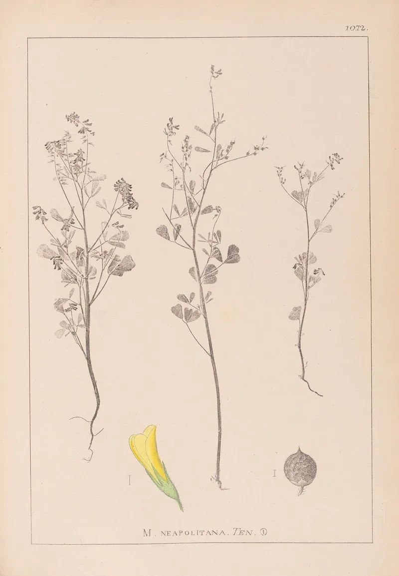 Herbier De La Flore Francaise Pl 0309 Wall Art by Louis Antoine Cusin - High-Resolution Digital Print