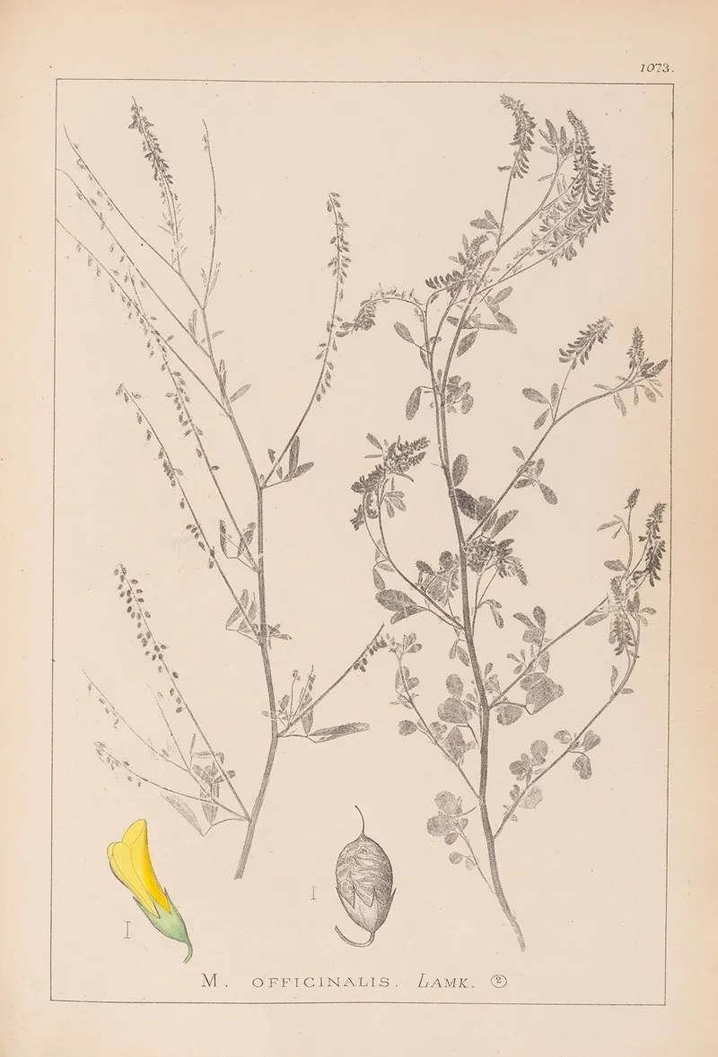 Herbier De La Flore Francaise Pl 0310 Wall Art by Louis Antoine Cusin - High-Resolution Digital Print