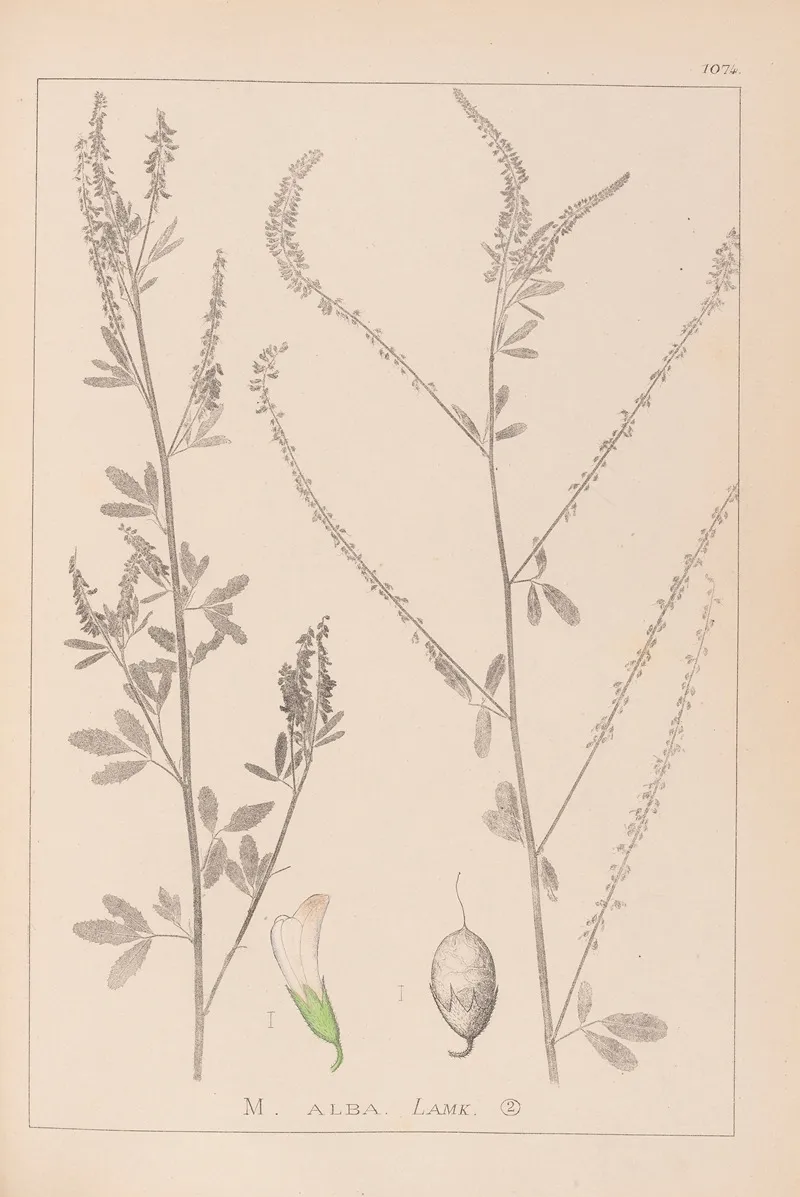 Herbier De La Flore Francaise Pl 0311 Wall Art by Louis Antoine Cusin - High-Resolution Digital Print