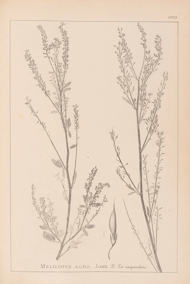 Herbier De La Flore Francaise Pl 0312 Wall Art by Louis Antoine Cusin - High-Resolution Digital Print