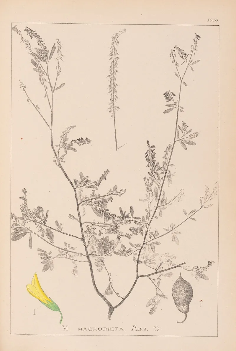 Herbier De La Flore Francaise Pl 0313 Wall Art by Louis Antoine Cusin - High-Resolution Digital Print