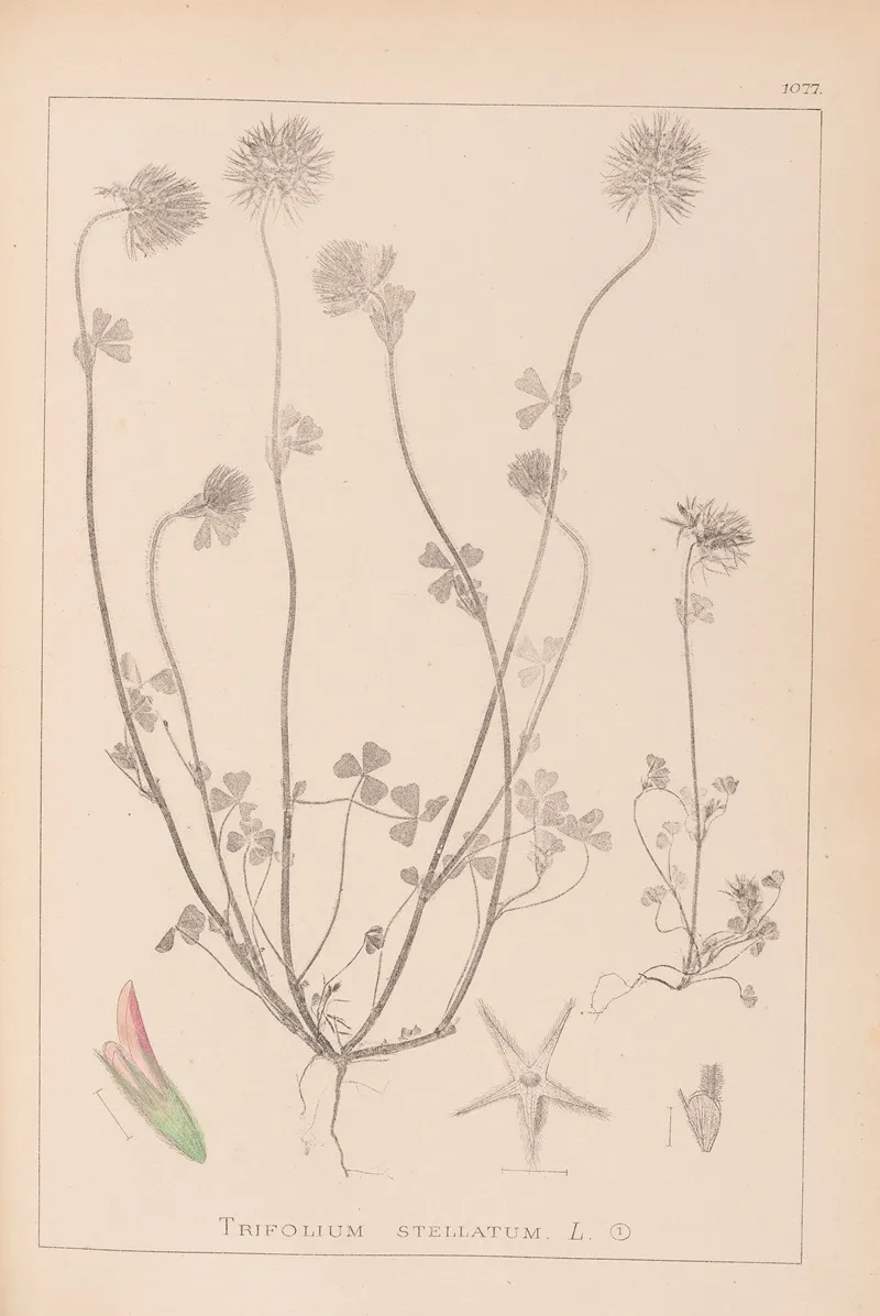 Herbier De La Flore Francaise Pl 0314 Wall Art by Louis Antoine Cusin - High-Resolution Digital Print