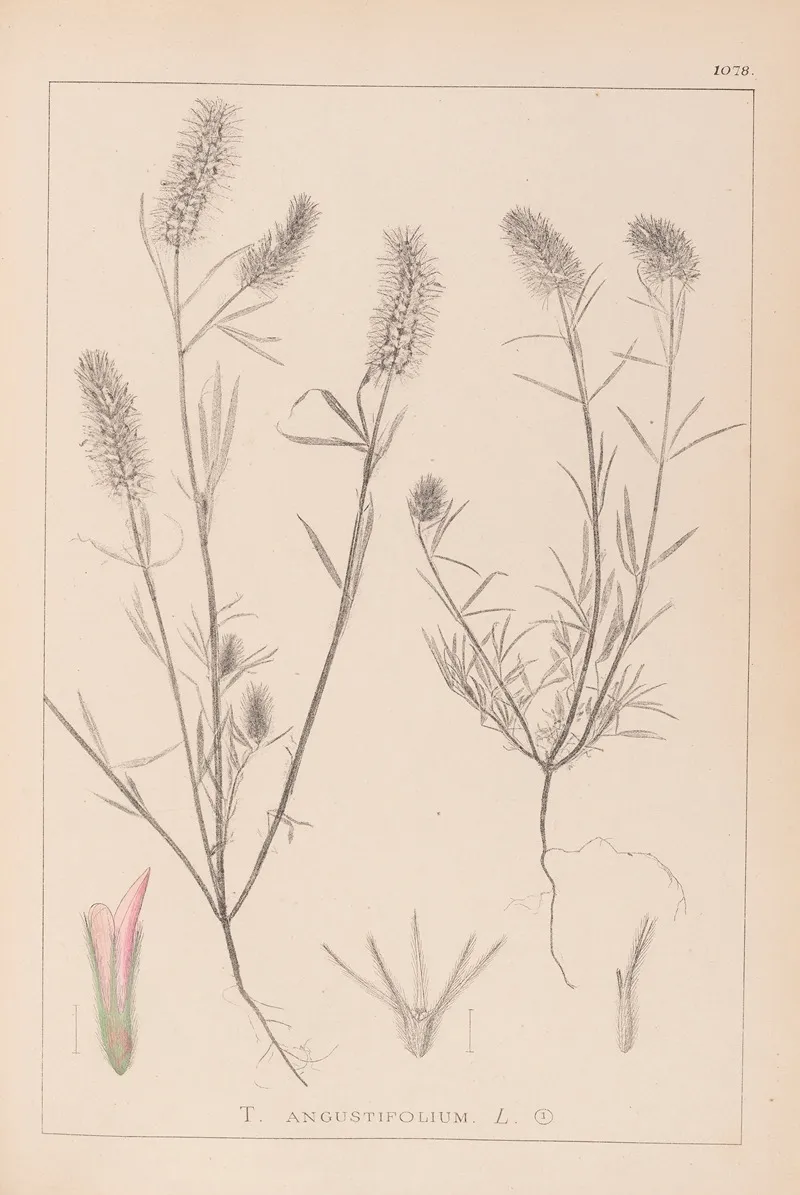 Herbier De La Flore Francaise Pl 0315 Wall Art by Louis Antoine Cusin - High-Resolution Digital Print