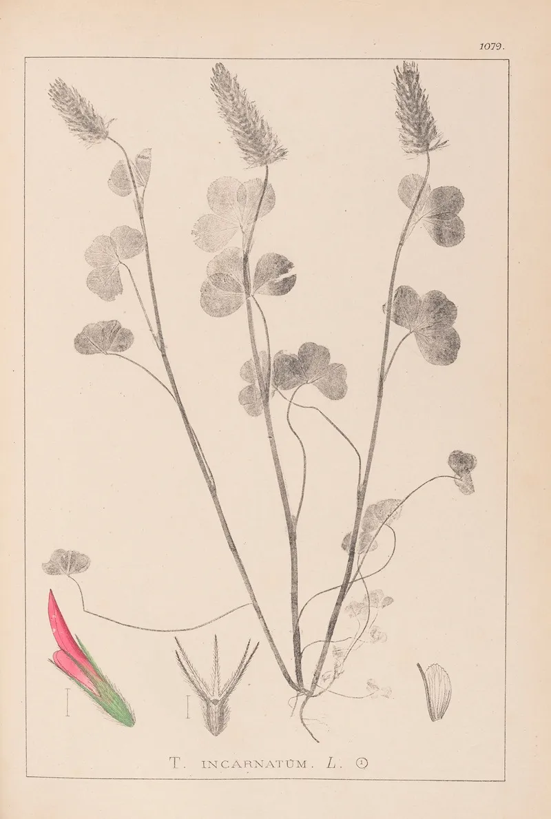 Herbier De La Flore Francaise Pl 0316 Wall Art by Louis Antoine Cusin - High-Resolution Digital Print