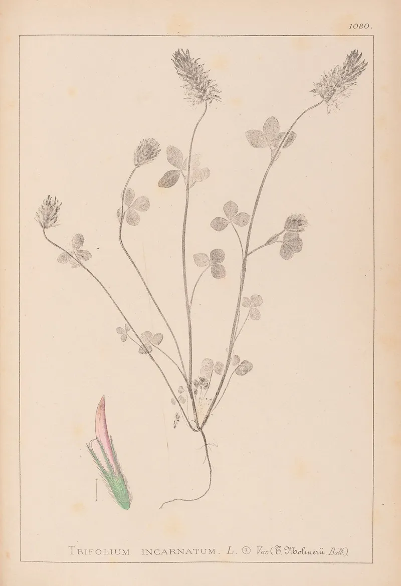 Herbier De La Flore Francaise Pl 0317 Wall Art by Louis Antoine Cusin - High-Resolution Digital Print