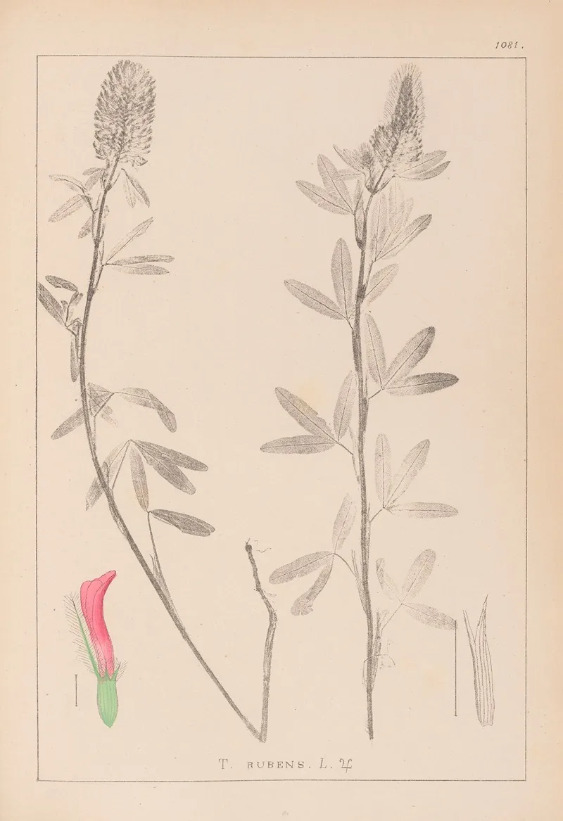 Herbier De La Flore Francaise Pl 0318 Wall Art by Louis Antoine Cusin - High-Resolution Digital Print