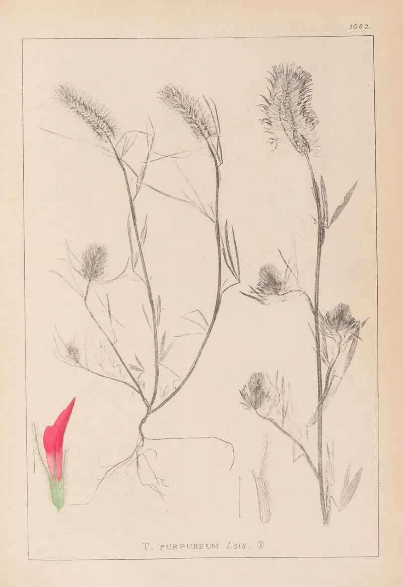 Herbier De La Flore Francaise Pl 0319 Wall Art by Louis Antoine Cusin - High-Resolution Digital Print