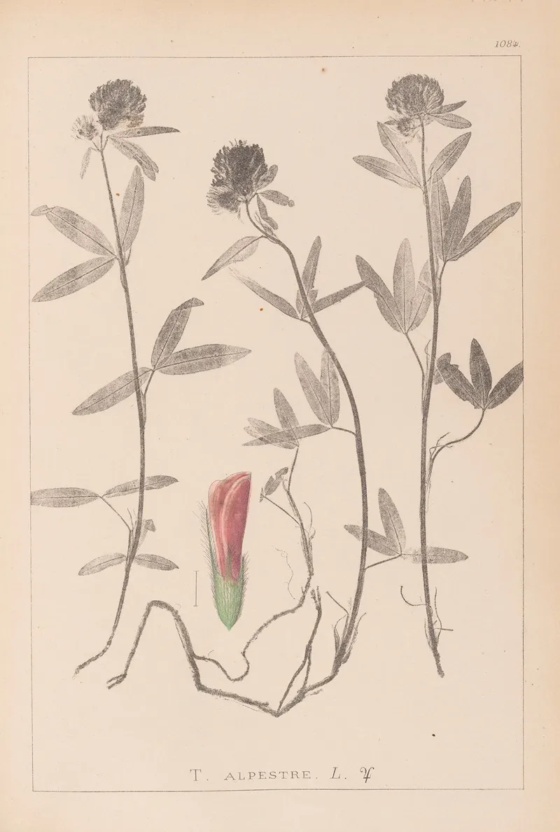 Herbier De La Flore Francaise Pl 0320 Wall Art by Louis Antoine Cusin - High-Resolution Digital Print