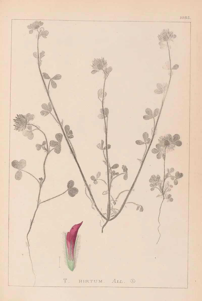 Herbier De La Flore Francaise Pl 0321 Wall Art by Louis Antoine Cusin - High-Resolution Digital Print