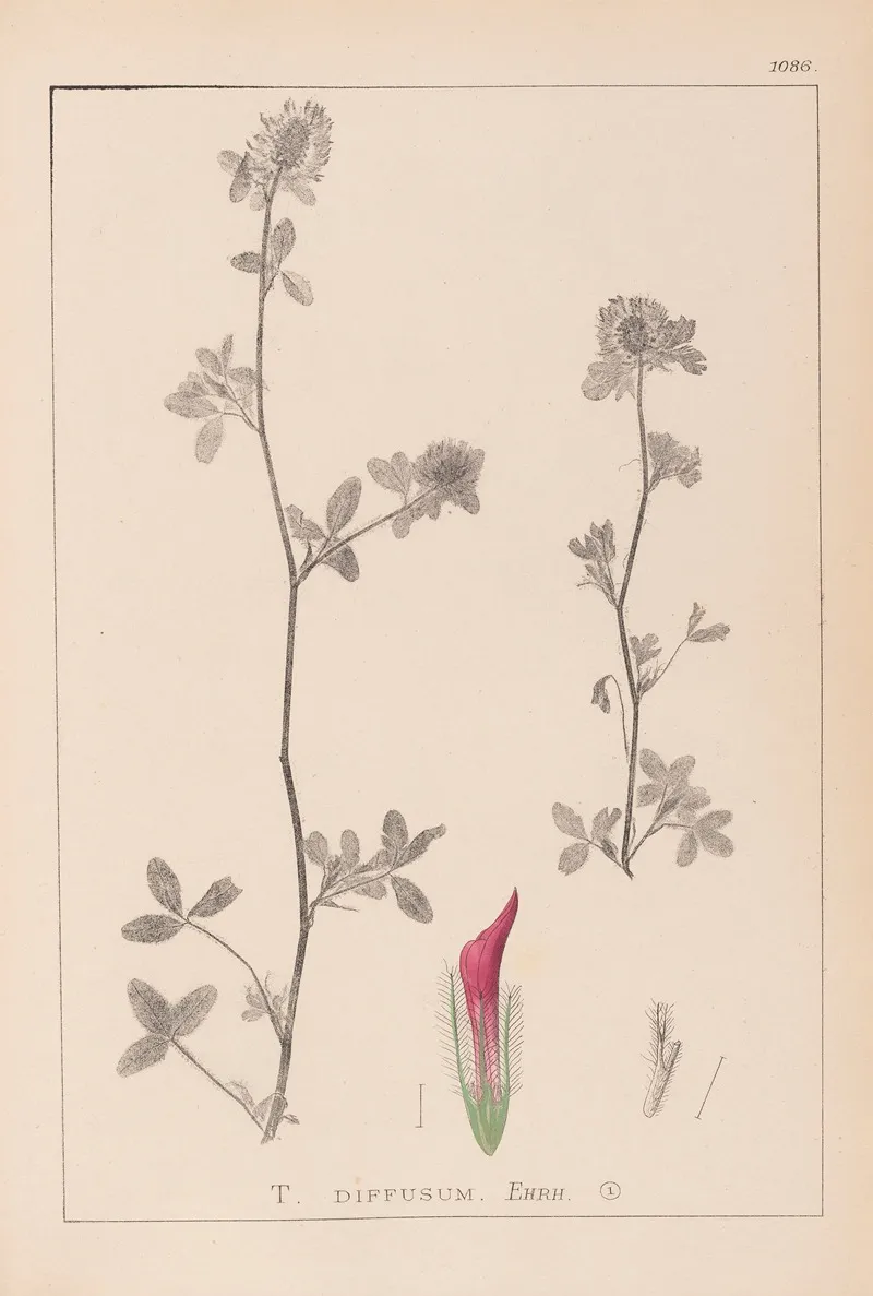 Herbier De La Flore Francaise Pl 0322 Wall Art by Louis Antoine Cusin - High-Resolution Digital Print