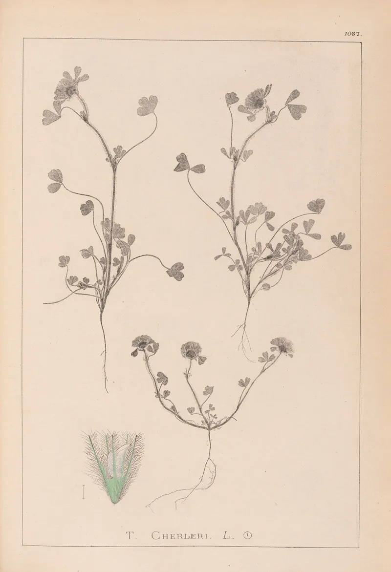 Herbier De La Flore Francaise Pl 0323 Wall Art by Louis Antoine Cusin - High-Resolution Digital Print