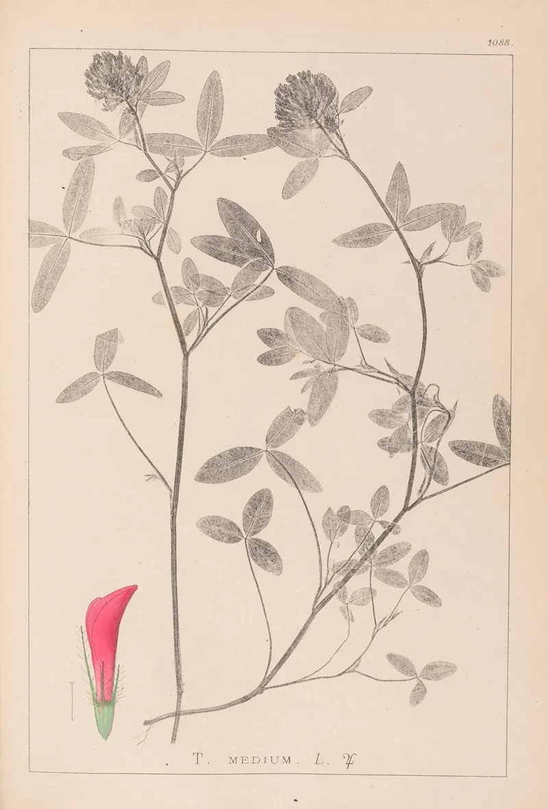 Herbier De La Flore Francaise Pl 0324 Wall Art by Louis Antoine Cusin - High-Resolution Digital Print