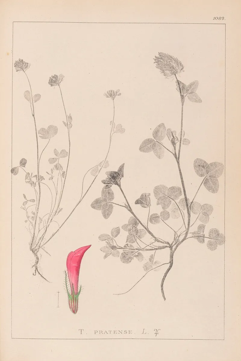 Herbier De La Flore Francaise Pl 0325 Wall Art by Louis Antoine Cusin - High-Resolution Digital Print