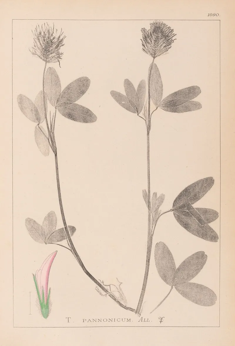Herbier De La Flore Francaise Pl 0326 Wall Art by Louis Antoine Cusin - High-Resolution Digital Print