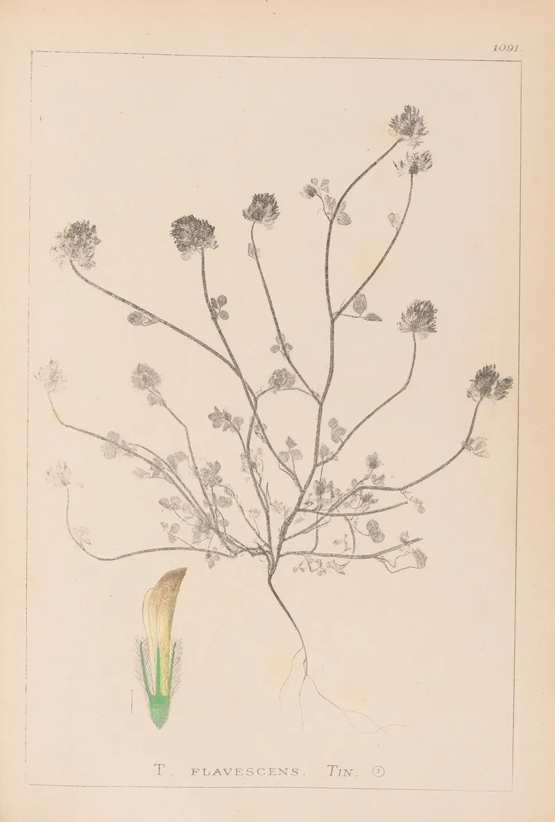 Herbier De La Flore Francaise Pl 0327 Wall Art by Louis Antoine Cusin - High-Resolution Digital Print