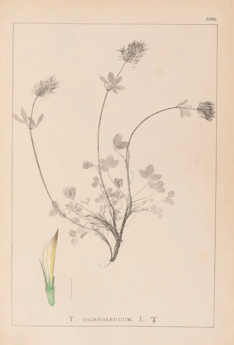 Herbier De La Flore Francaise Pl 0328 Wall Art by Louis Antoine Cusin - High-Resolution Digital Print