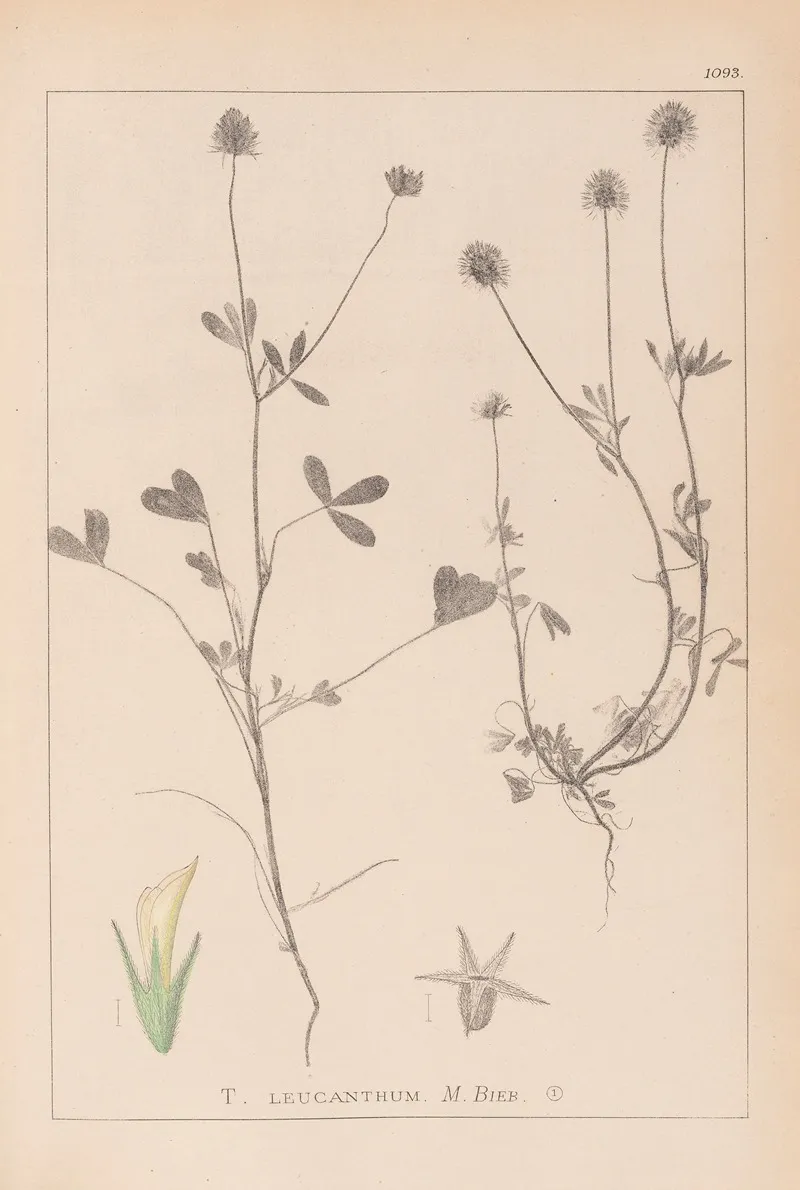 Herbier De La Flore Francaise Pl 0329 Wall Art by Louis Antoine Cusin - High-Resolution Digital Print