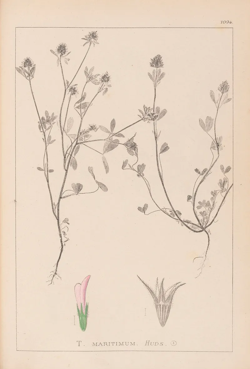 Herbier De La Flore Francaise Pl 0330 Wall Art by Louis Antoine Cusin - High-Resolution Digital Print