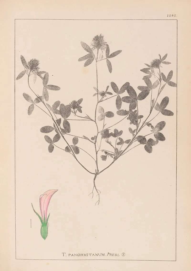 Herbier De La Flore Francaise Pl 0331 Wall Art by Louis Antoine Cusin - High-Resolution Digital Print