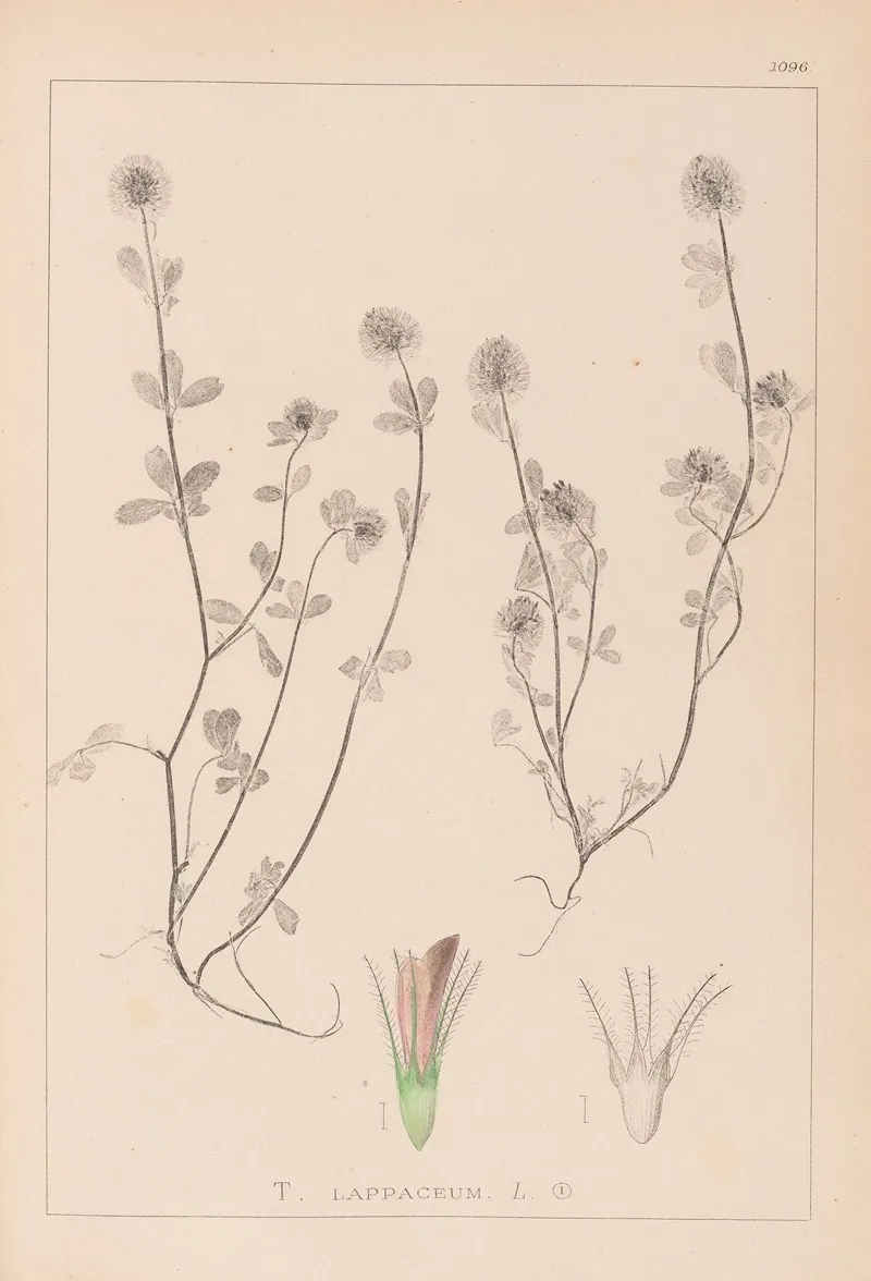 Herbier De La Flore Francaise Pl 0332 Wall Art by Louis Antoine Cusin - High-Resolution Digital Print