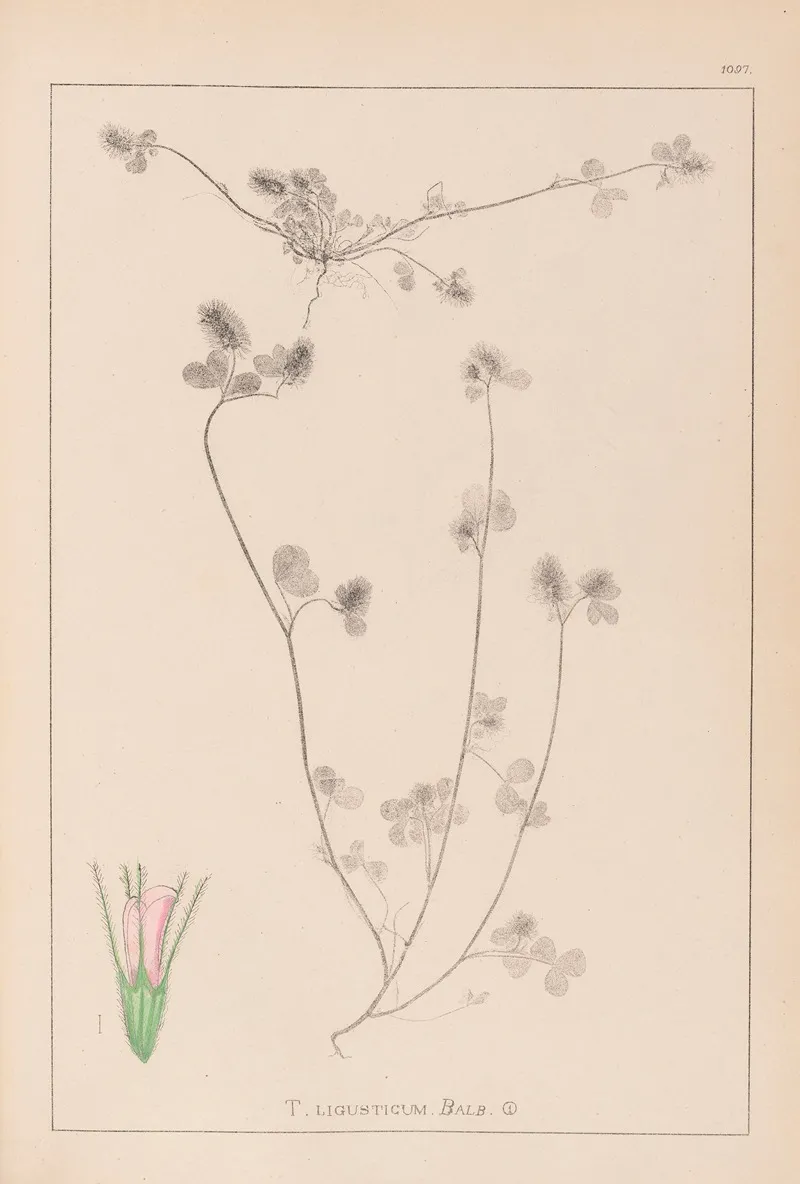 Herbier De La Flore Francaise Pl 0333 Wall Art by Louis Antoine Cusin - High-Resolution Digital Print