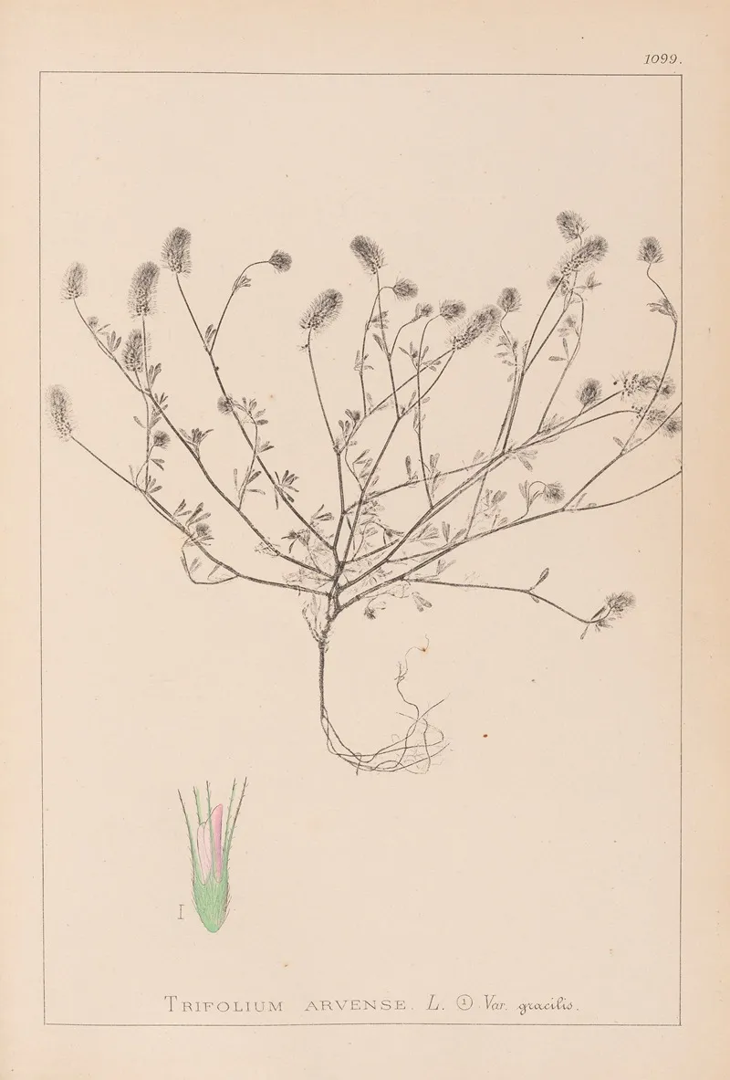 Herbier De La Flore Francaise Pl 0335 Wall Art by Louis Antoine Cusin - High-Resolution Digital Print