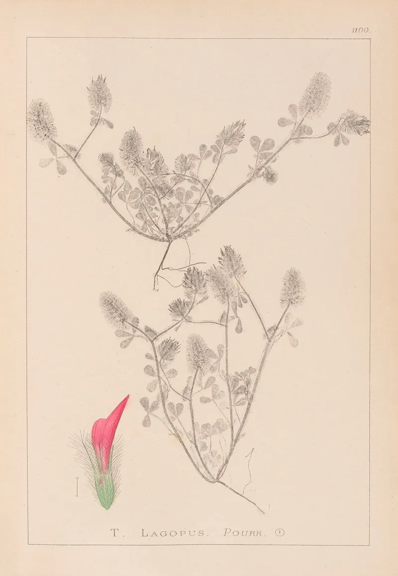 Herbier De La Flore Francaise Pl 0336 Wall Art by Louis Antoine Cusin - High-Resolution Digital Print