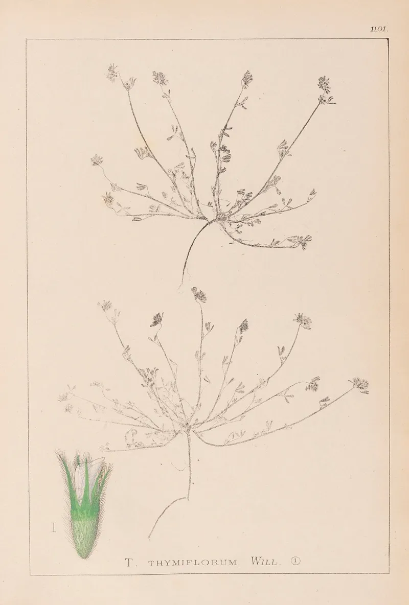 Herbier De La Flore Francaise Pl 0337 Wall Art by Louis Antoine Cusin - High-Resolution Digital Print