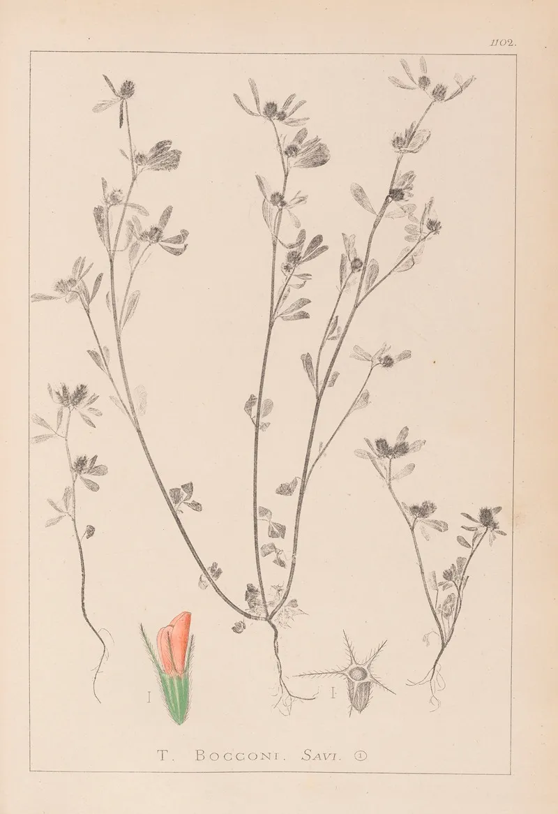 Herbier De La Flore Francaise Pl 0338 Wall Art by Louis Antoine Cusin - High-Resolution Digital Print