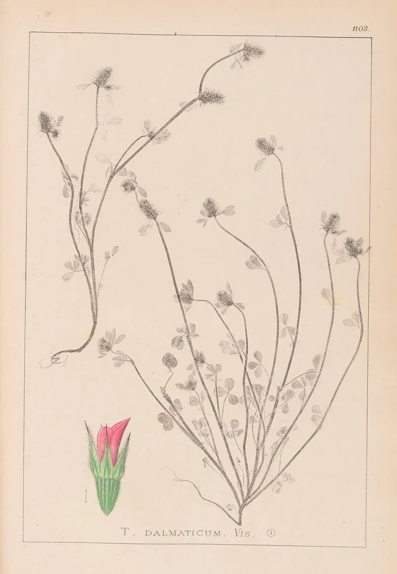 Herbier De La Flore Francaise Pl 0339 Wall Art by Louis Antoine Cusin - High-Resolution Digital Print