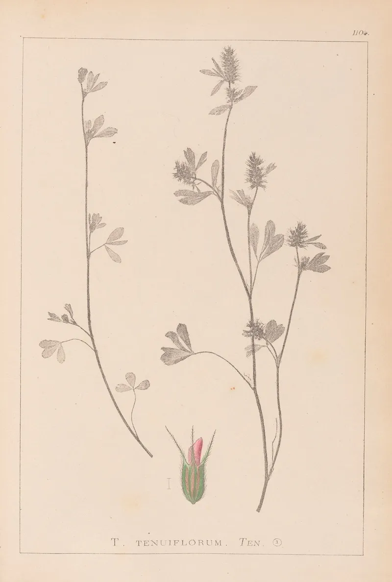 Herbier De La Flore Francaise Pl 0340 Wall Art by Louis Antoine Cusin - High-Resolution Digital Print