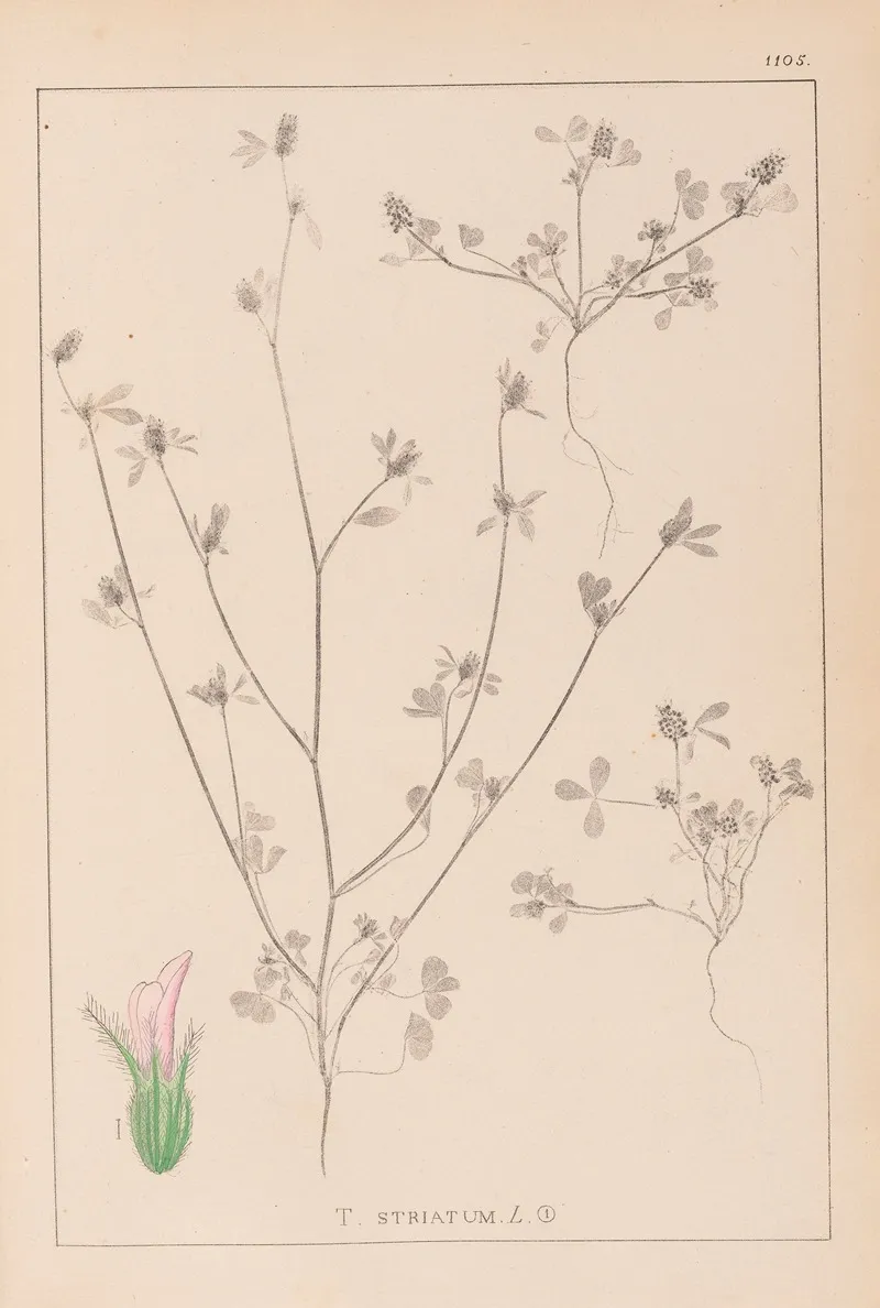 Herbier De La Flore Francaise Pl 0341 Wall Art by Louis Antoine Cusin - High-Resolution Digital Print