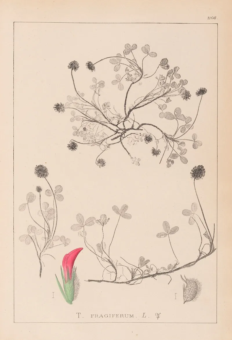 Herbier De La Flore Francaise Pl 0344 Wall Art by Louis Antoine Cusin - High-Resolution Digital Print