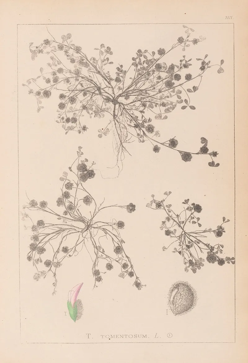 Herbier De La Flore Francaise Pl 0346 Wall Art by Louis Antoine Cusin - High-Resolution Digital Print