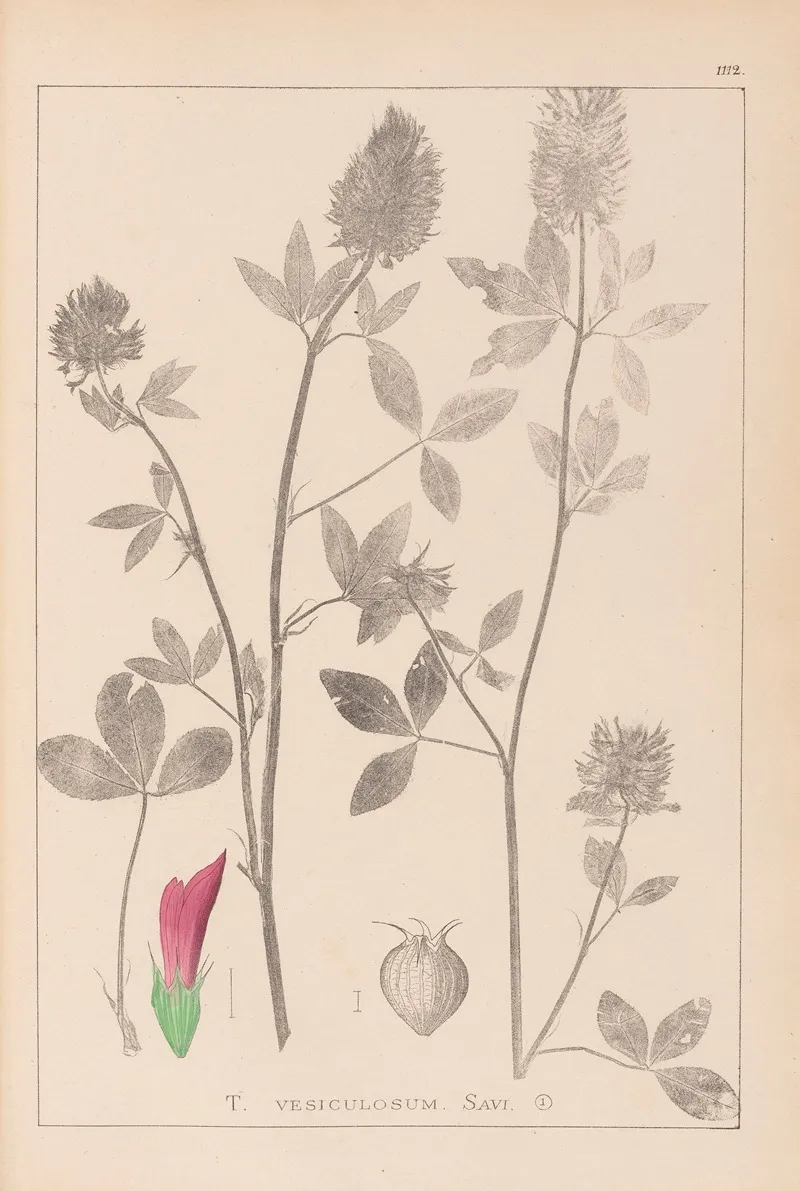 Herbier De La Flore Francaise Pl 0347 Wall Art by Louis Antoine Cusin - High-Resolution Digital Print