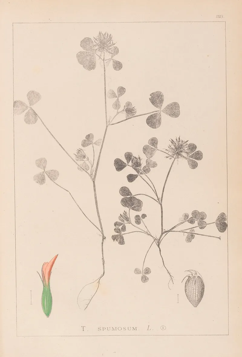 Herbier De La Flore Francaise Pl 0348 Wall Art by Louis Antoine Cusin - High-Resolution Digital Print