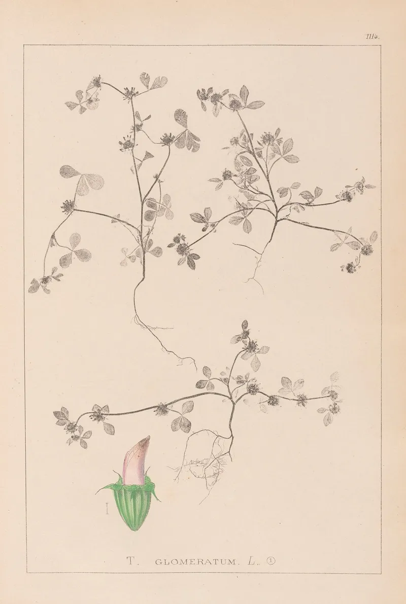Herbier De La Flore Francaise Pl 0349 Wall Art by Louis Antoine Cusin - High-Resolution Digital Print