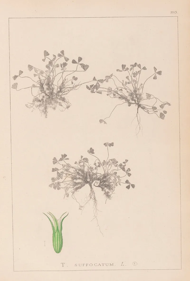 Herbier De La Flore Francaise Pl 0350 Wall Art by Louis Antoine Cusin - High-Resolution Digital Print